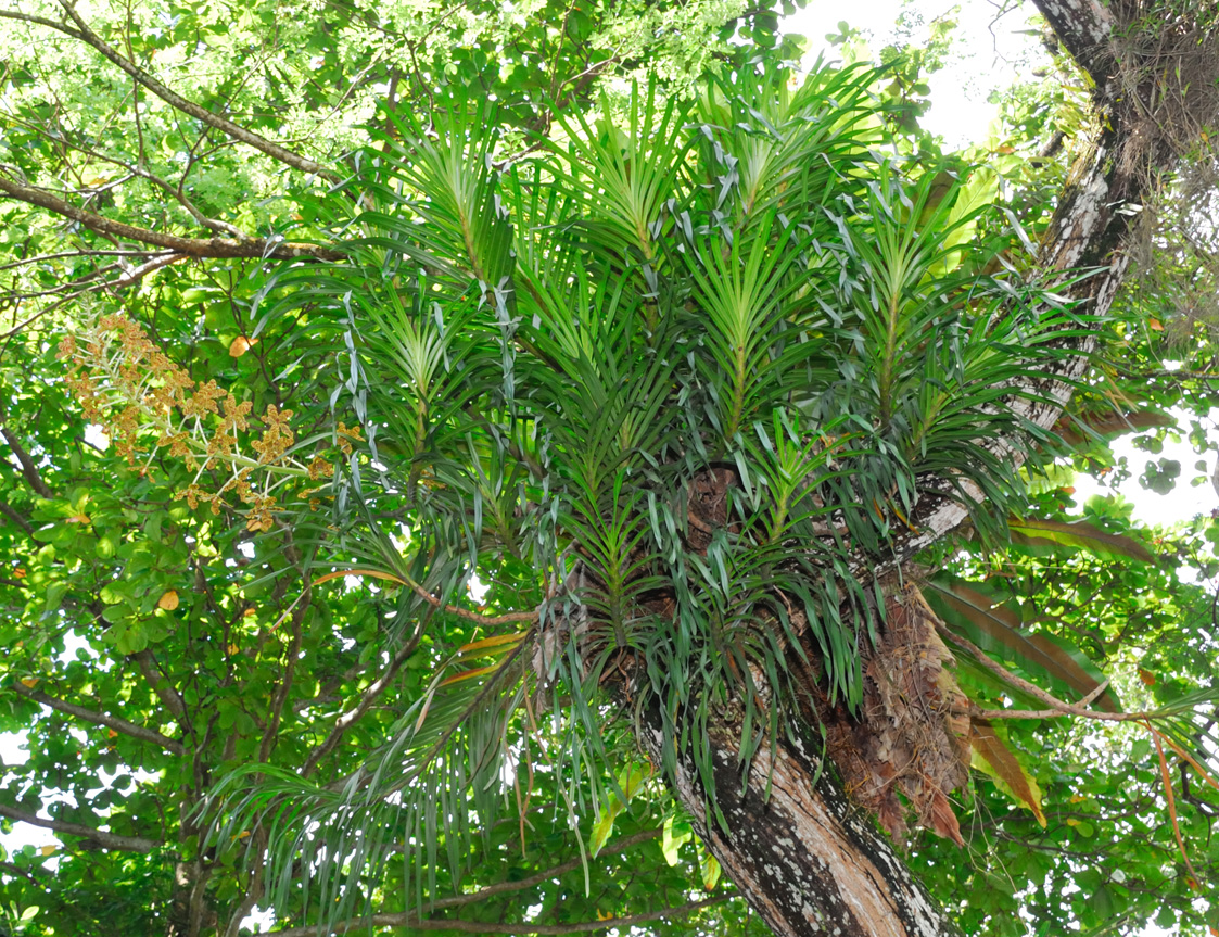 Conserving Singapore’s Native Orchids