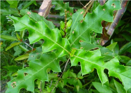 Growing Native Sea Hollies For Christmas!