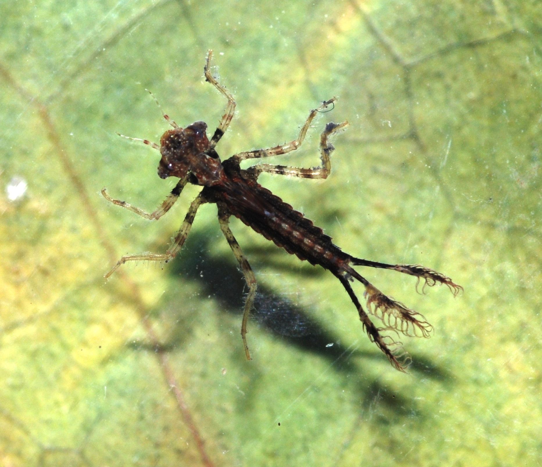 do dragonfly larvae live in water