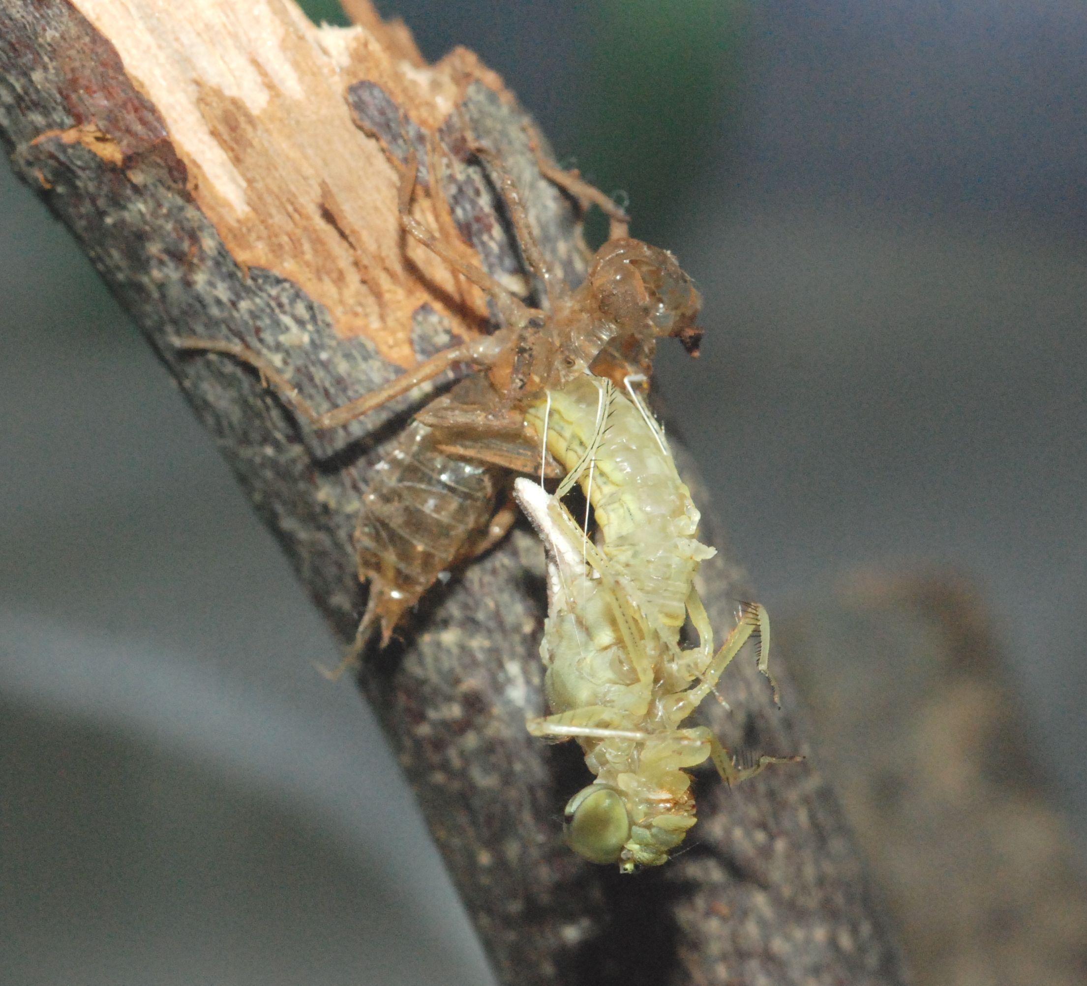 dragonfly nymph