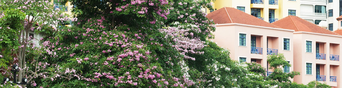 Singapore Blooms!