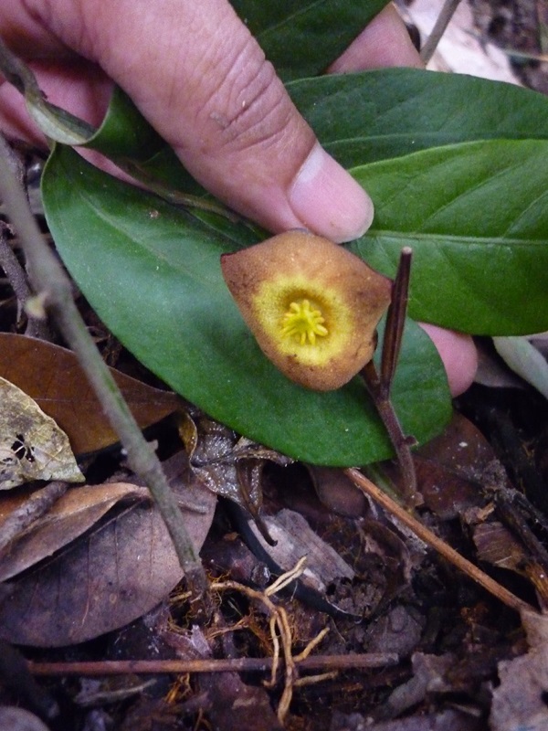 An Amazing Discovery – A New Plant Species In Singapore!