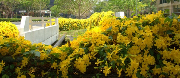 Singapore Blooms Singapore Blooms