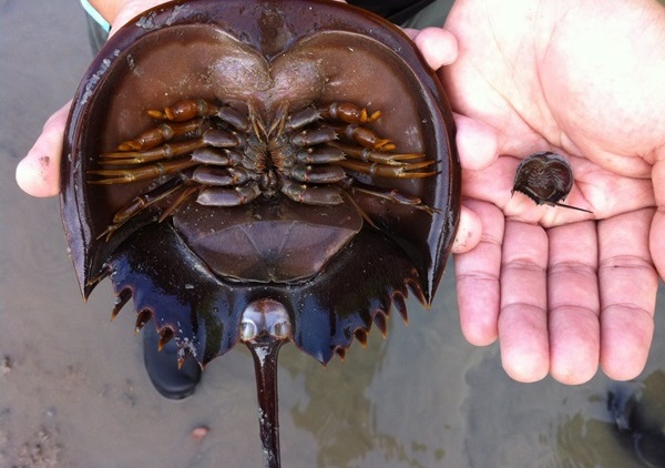 Horseshoe Crab