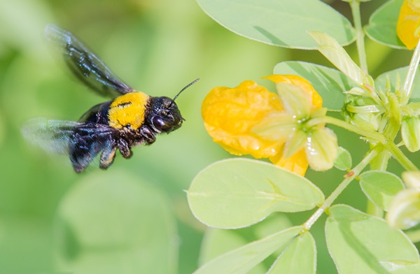 The Things We Bee-lieve: Bees In Singapore’s Parks