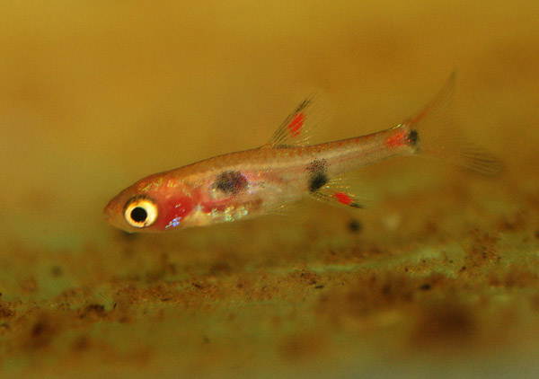 The Fish Of Singapore’s Last Freshwater Swamp