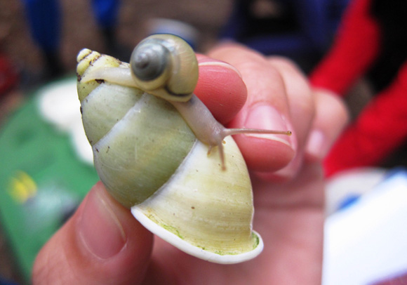 Garden Tree Snail