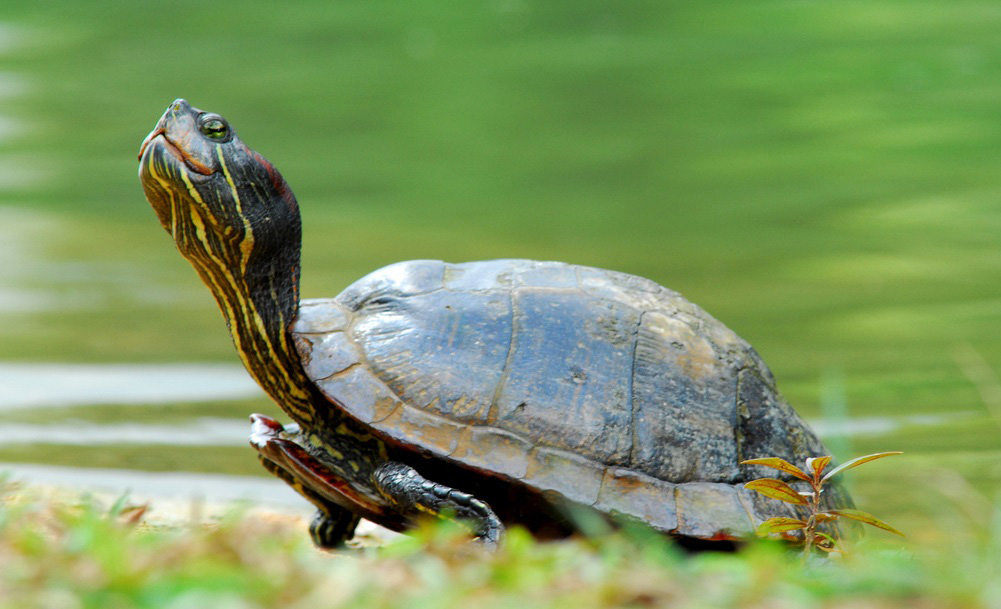 Non-native Wildlife In Singapore