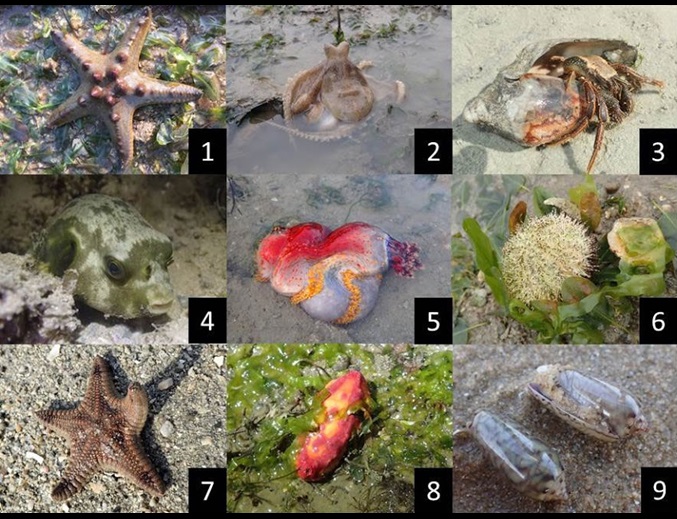 Intertidal Watch: Monitoring the Living Jewels on our Shores