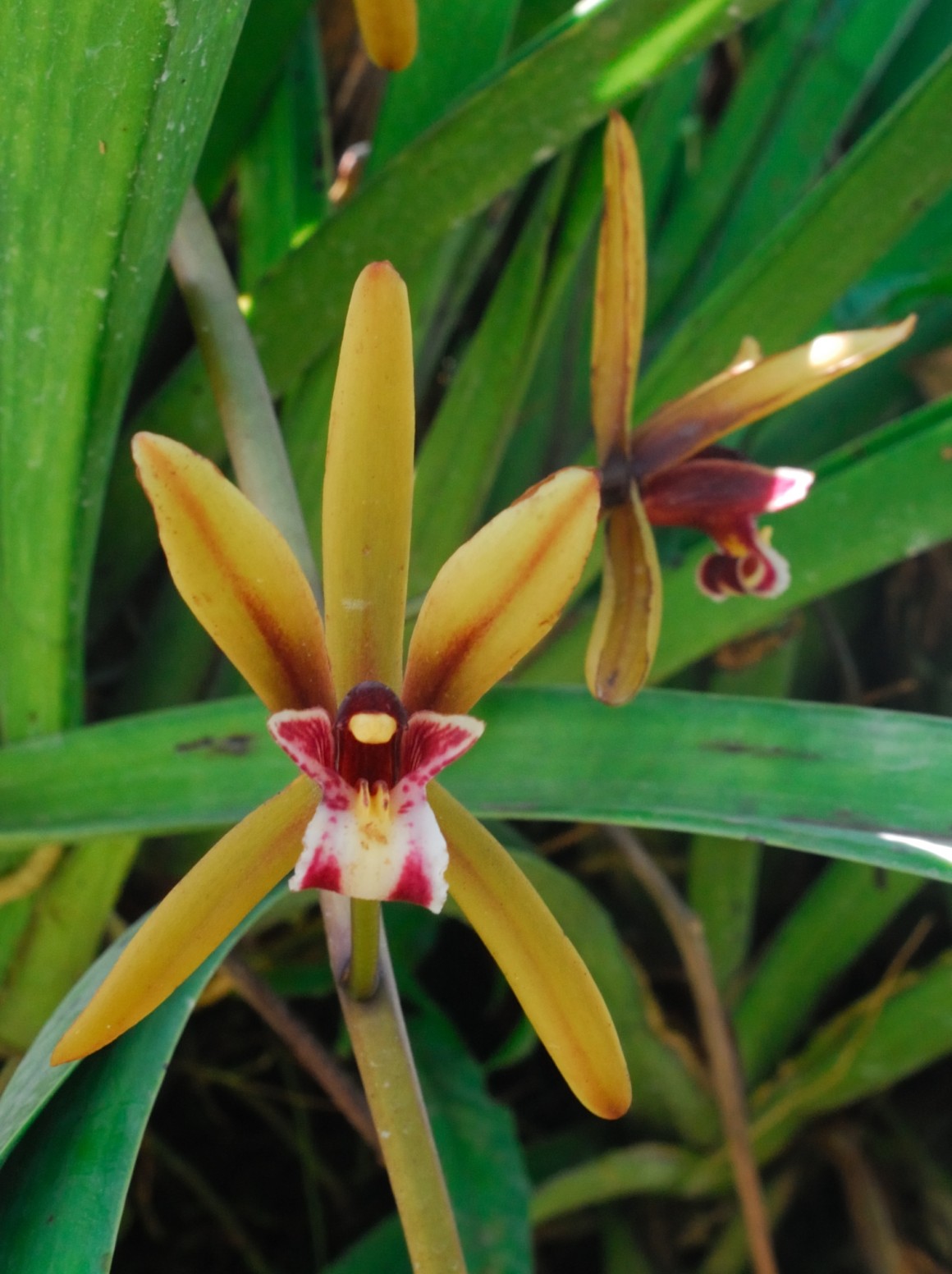 Celebrating Singapore's Native Orchids