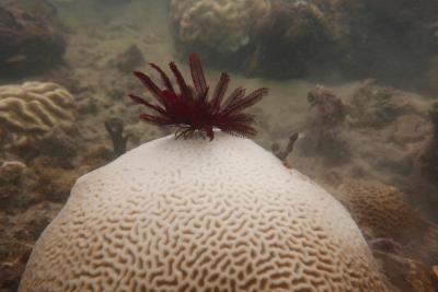 shedding light on coral