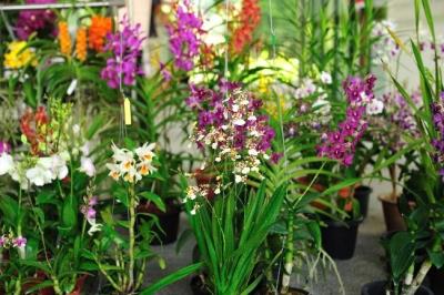 Pasir Panjang Nursery