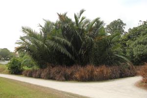 Nipah Palm