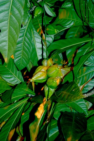racemosa fruit