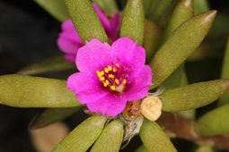 flower2
