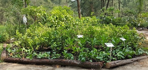coastal forest