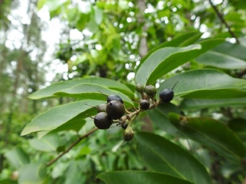fruits