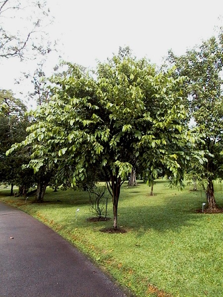 Tempinis Tree 
