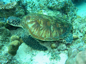 Green Turtle