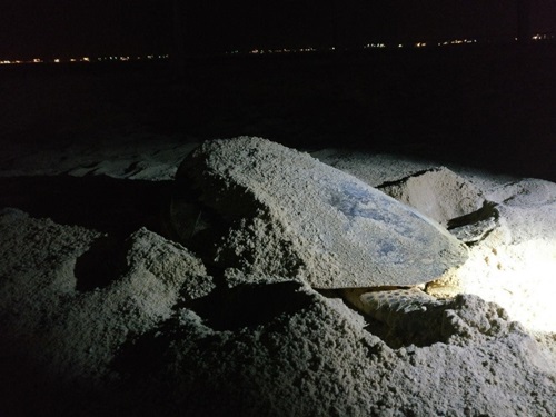 Laying Eggs