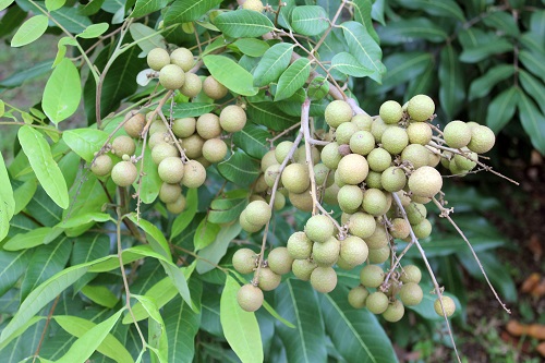 fruits