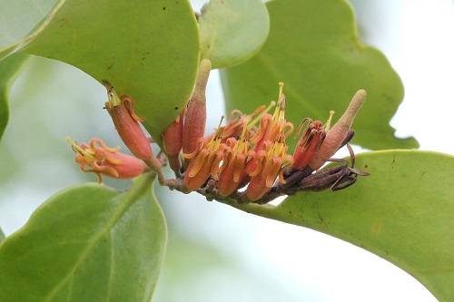 Malayan Mistletoe