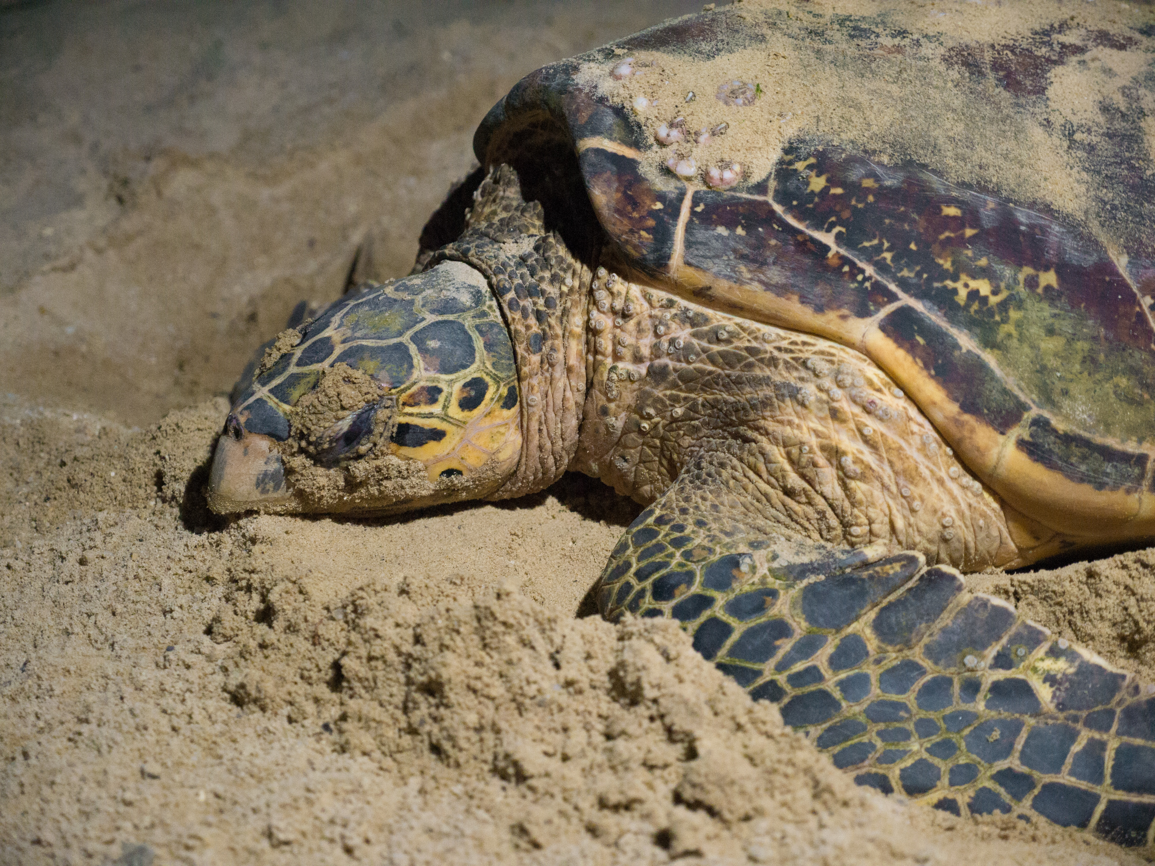 Mother Hawksbill Turtle