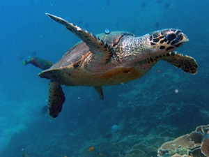 seaturtles
