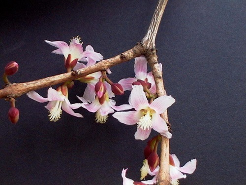 Cratoxylum formosum flower Boo Chih Min