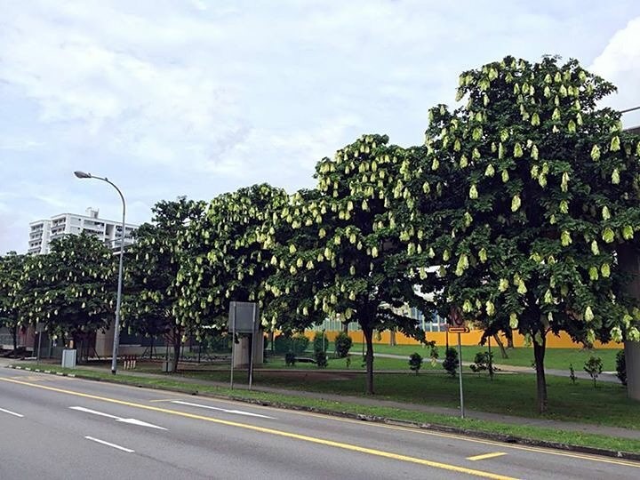 handkerchief trees 1