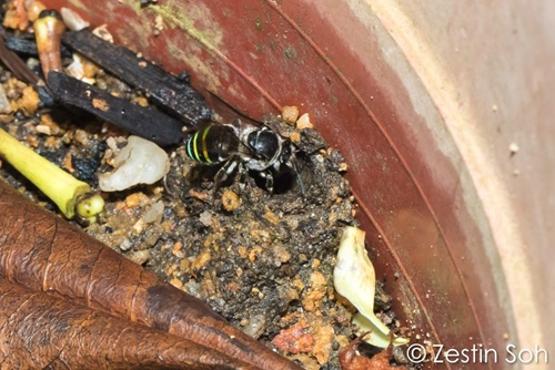 bees 4