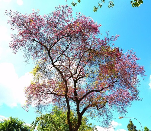 pink mempat 1