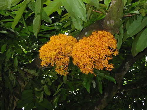 Saraca thaipingensis flower Boo Chih Min