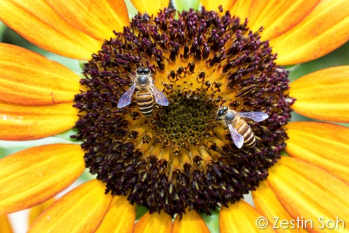bees sunflower