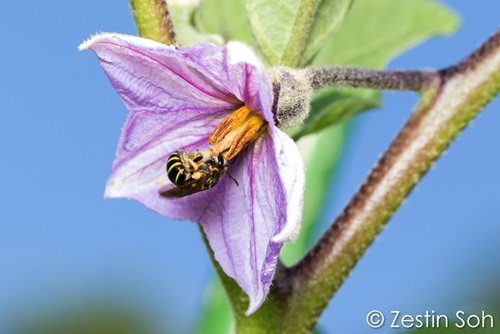bee brinjal