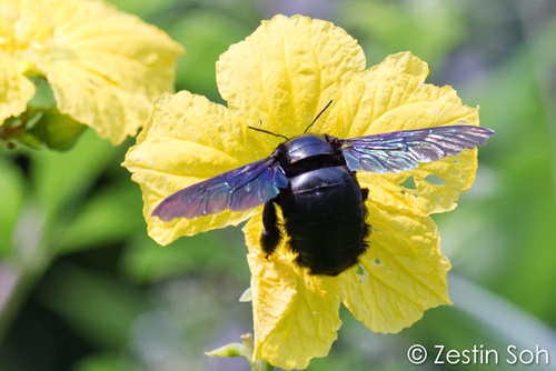 carpenter bee