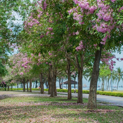 trumpet trees 1