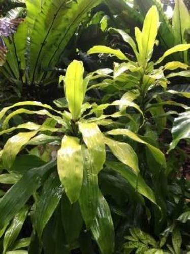 dracaena lemon lime