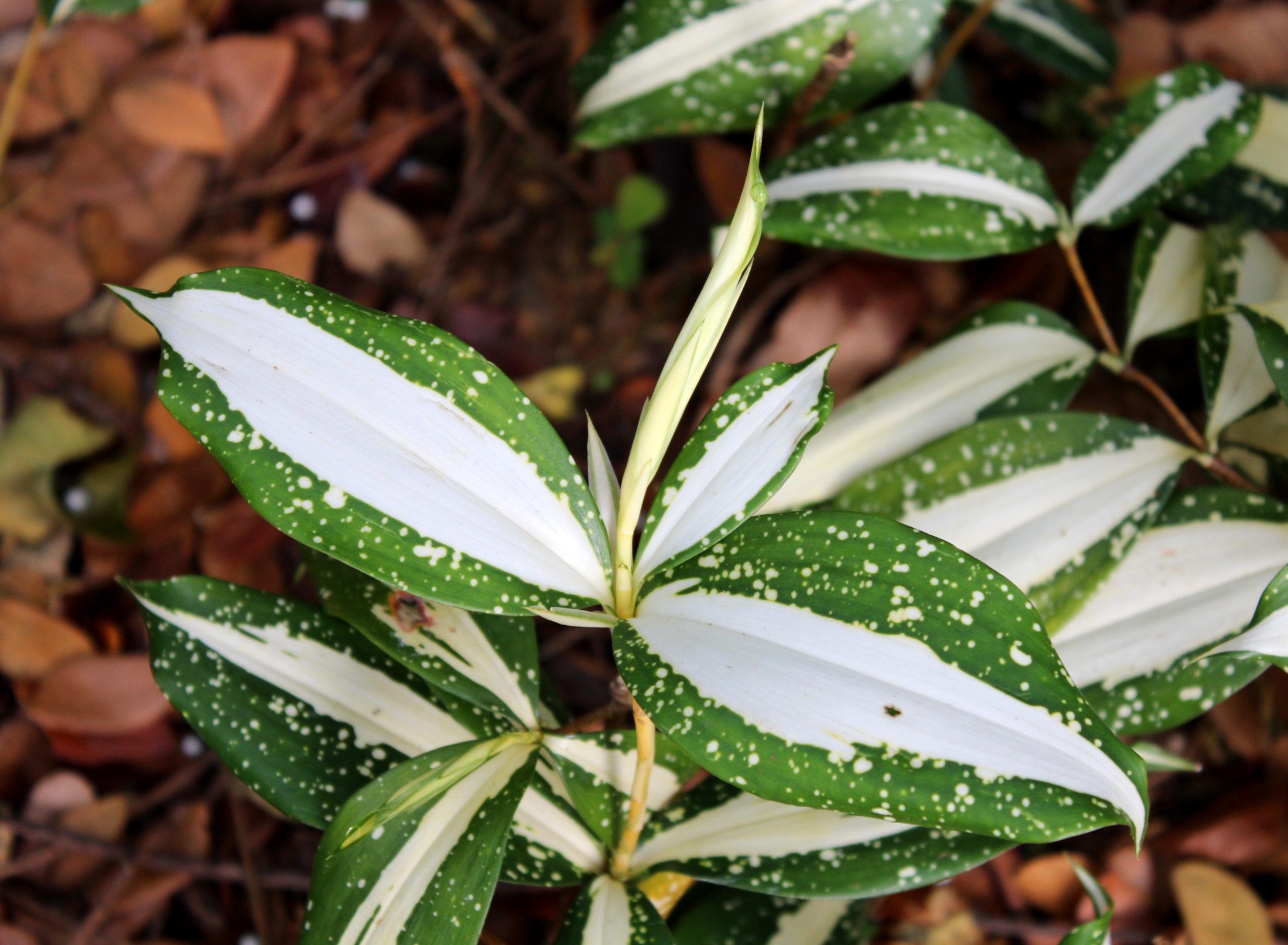 Dracaena surculosa Milky Way plant Shi Biying