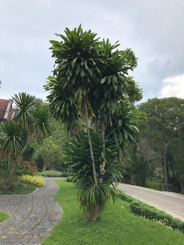 Dracaena fragrans plant Shi Biying