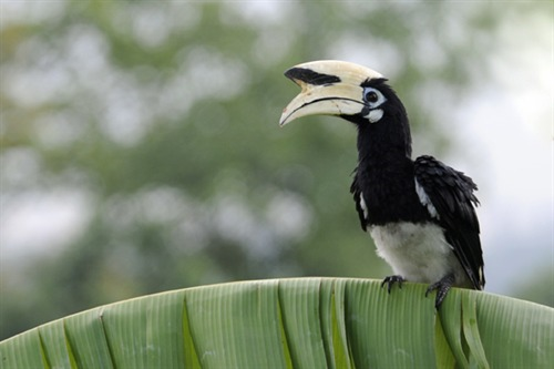 Experience The Joy Of Bird Watching