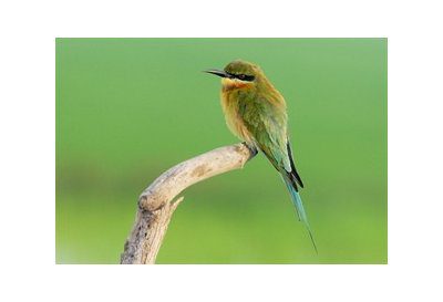 bee eater