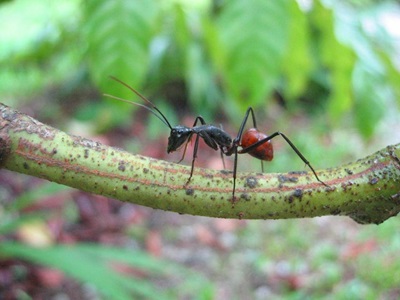 forest ant