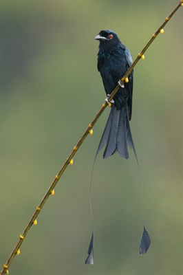 drongo