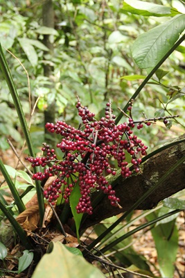 rubinea