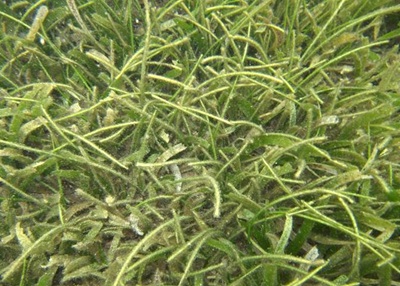Sickle Seagrass