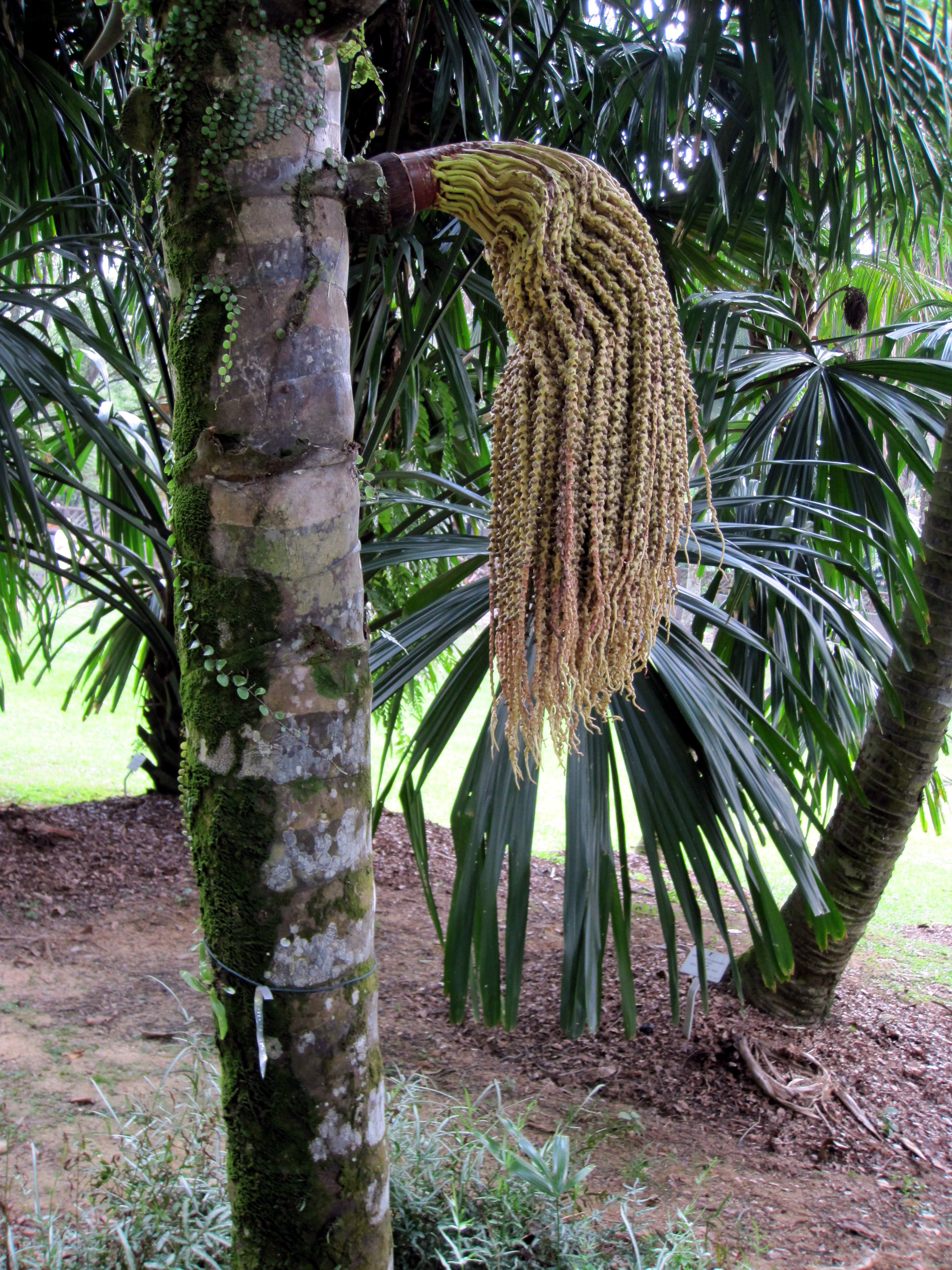 Ungurahua Palm