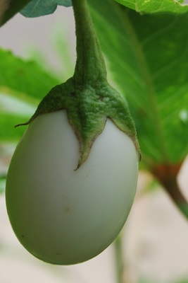 egg shape fruit