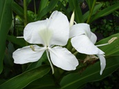 hedychium