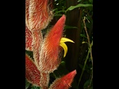 heliconia